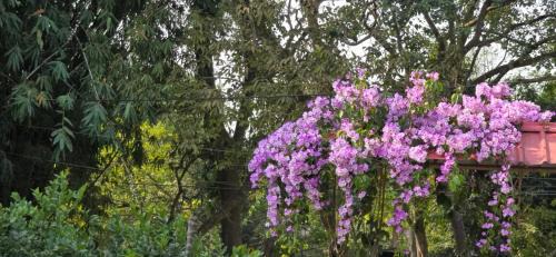 Sualkuchi House | Aashiyana Residency Home Stay