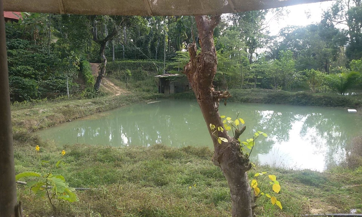 Virarajendrapet House | Coffee estate homestays and cottages