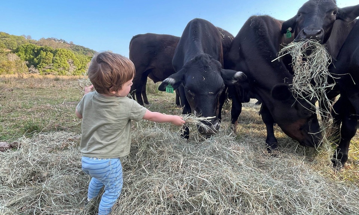 Cooroy Mountain Other | Rustic, Noosa Hinterland Farm Stay