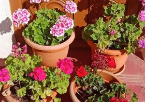 Coorg Girinivas Deluxe Homestay With Balcony And Wi-Fi