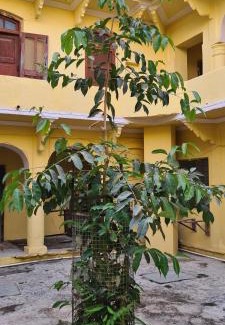 Pushkar Hostel | topaz backpackers