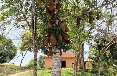 Sreemangal Hotel | Amberwood Tea & Lake Resort
