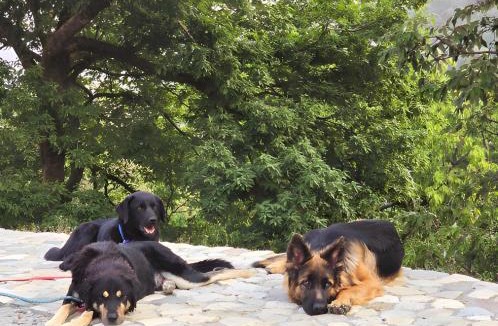 Landour House | Annfield Cottage with Mountain View 7BR Mussoorie