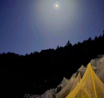 Theog Hotel | CedarNest by Yoshikahomestays l Forest Boutique Stay l Kufri l Theog l SHlMLA
