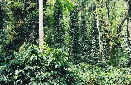 Sangameswarpet House | Eagle Fly Homestay