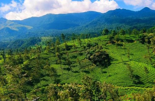 Kunnathidavaka Apartment | Hillway Boutique Resort