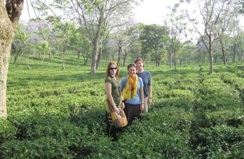 Palampur Hotel | Infinitea Dakbunglow Palampur