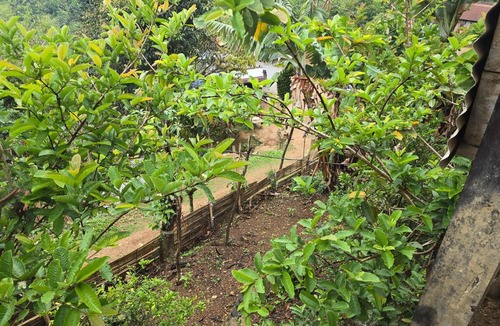 Zunheboto House | John Homestay