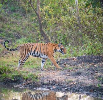 Kanakanahalli Resort | Kaav Safari Lodge, Kabini