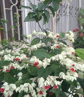 Guwahati House | Kalita's Home Away