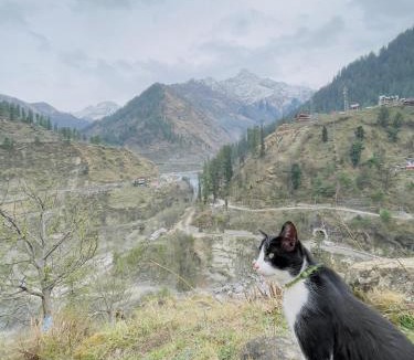 Kullu House | Mj home