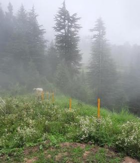 Khajjiar House | Mountain Bliss Homestay