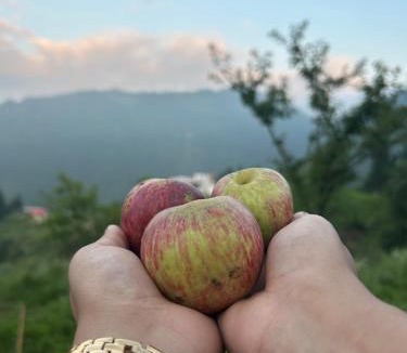 Khajjiar House | Mountain Bliss Homestay
