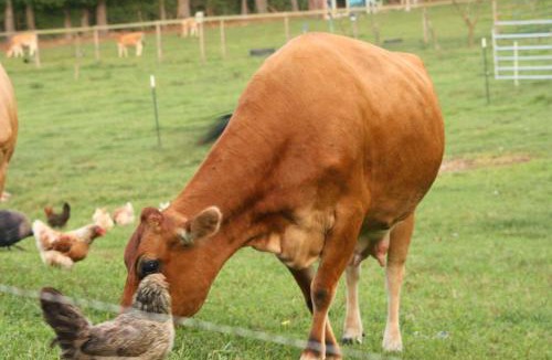 Palakkad Other | Nila Organica Farm Stay