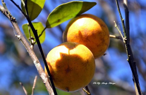 Kurseong House | Orange Orchard