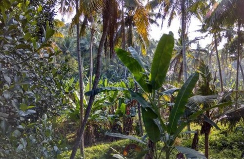 Kazhakuttam Resort | Private room ∙ 2 guests