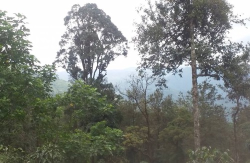 Valparai Resort | Private room ∙ 3 guests