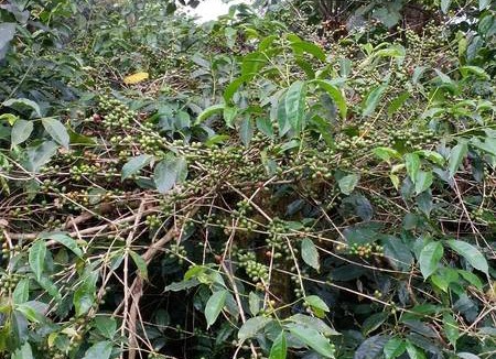 Valparai Resort | Private room ∙ 3 guests