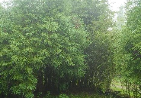 Shillong Ski Chalet | Rimaaia farm house