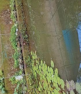 Kozhikode House | Tranquil Abode -Home with private pond in Calicut
