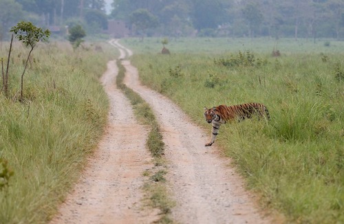 Jakh Cottage | Wildlife, Nature & Peace off the beaten track - Your Private Wilderness