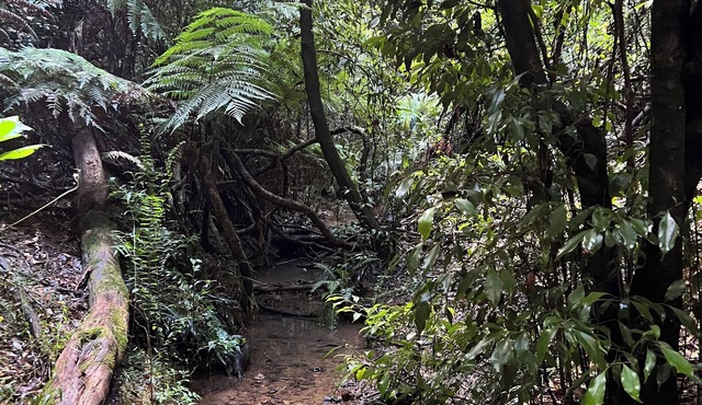 Log Cabin OFF GRID, fire place, balconies/library/Rain forrest, walk, swim. in Elands