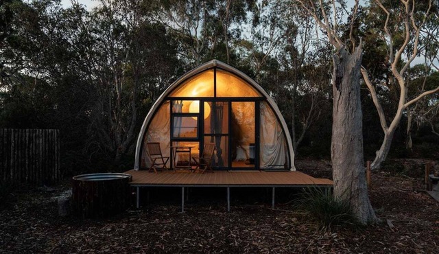 Numie - Cocoon Wattle in Glamorgan-Spring Bay