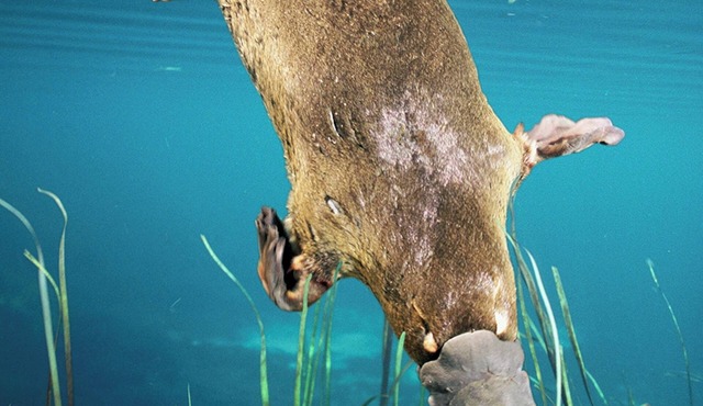 Platypus Viewing 2 min Waratah Waterfall Retreat, Free Pay TV In Two rooms WiFi in Waratah