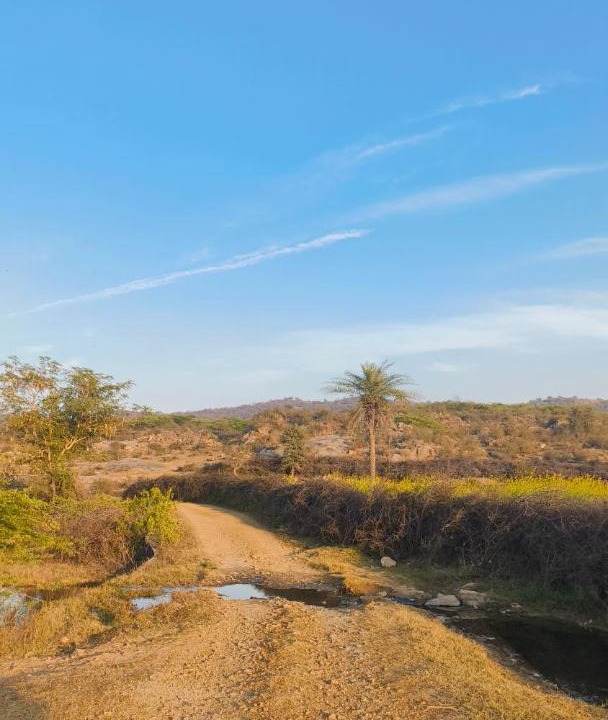 Thana Gazi Cabin | Vanraj sariska lodge thanagazi