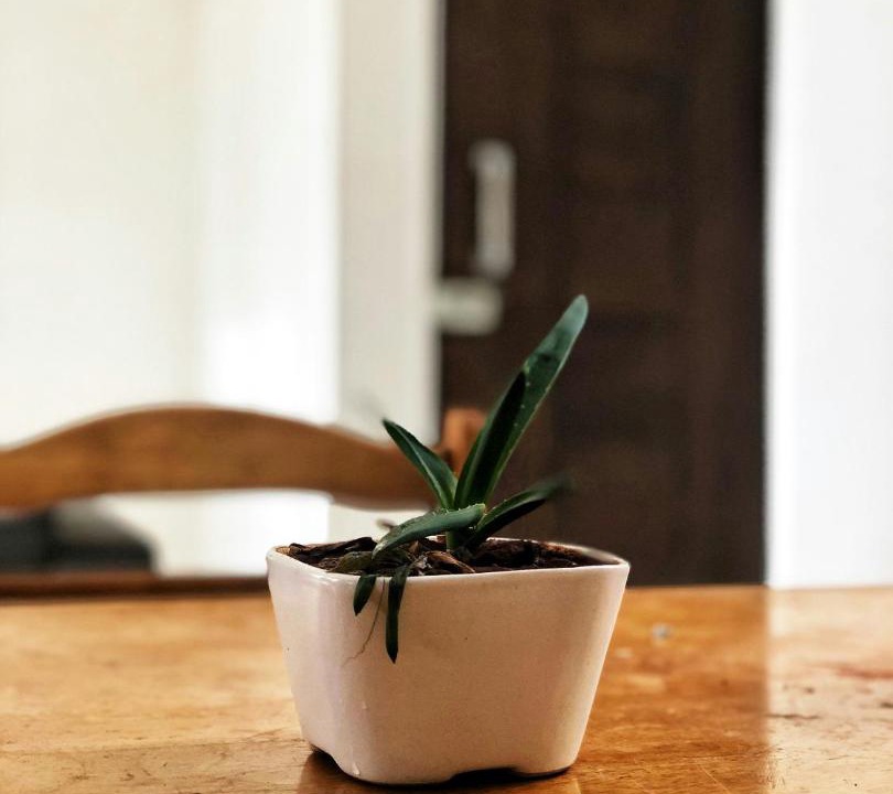 Kalkaji Apartment | The Bamboo Coco House