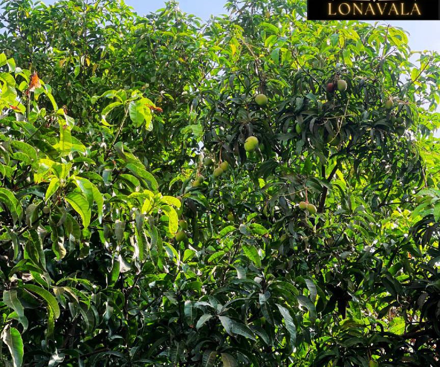 Photo of Others in Lonavala