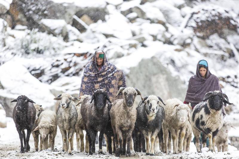 Photo of Others in Chitkul