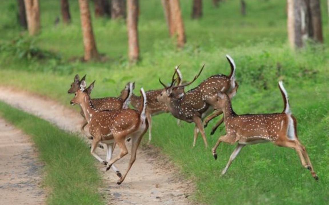 Photo of Others in Mananthavady