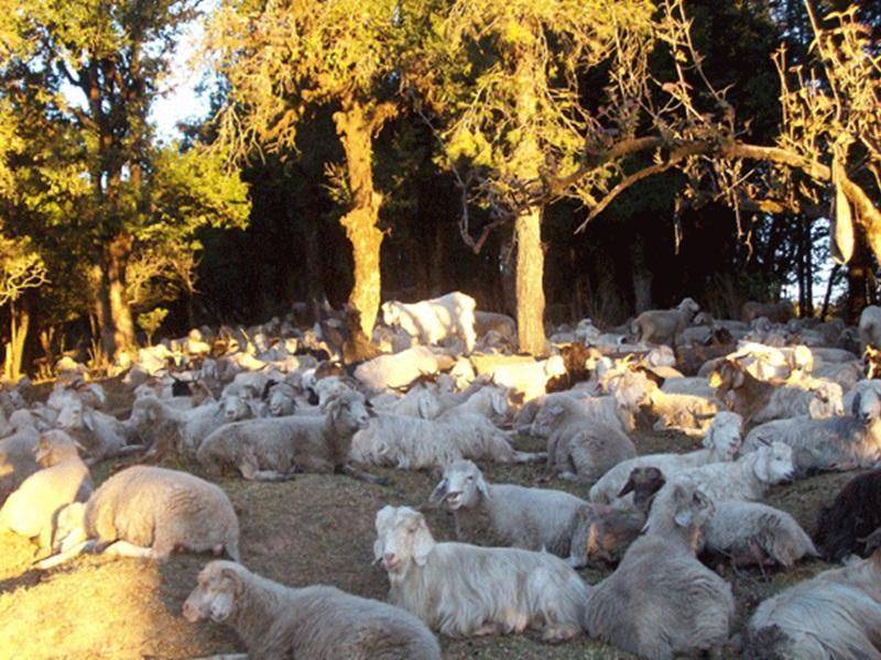 Photo of Others in Kausani