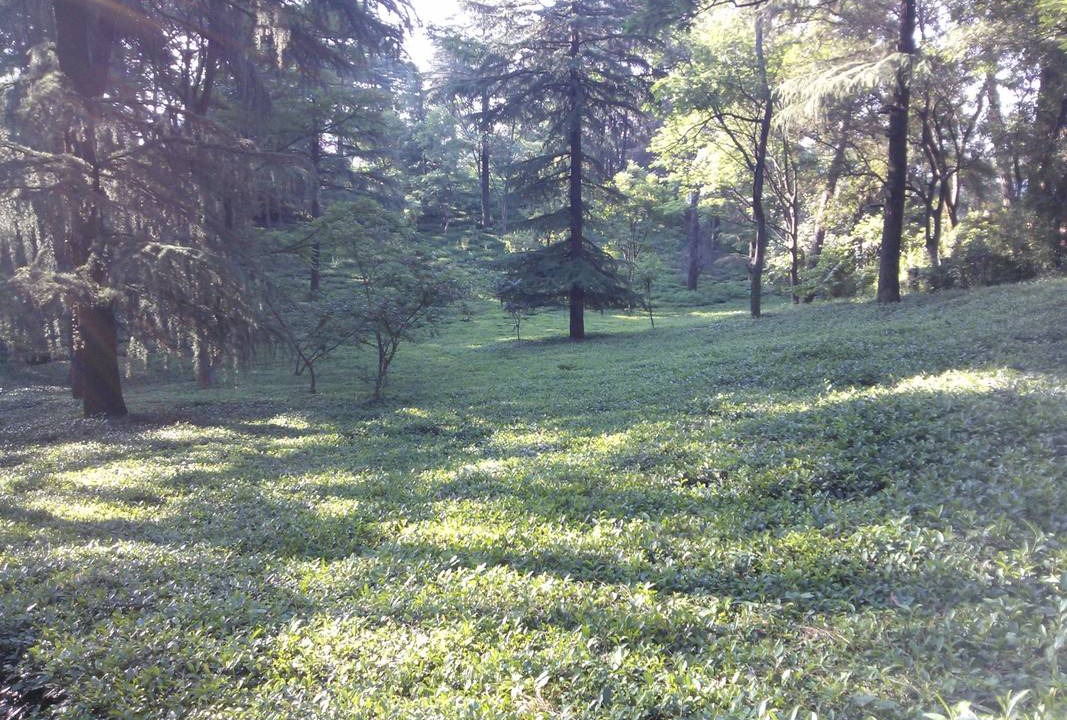 Photo of Others in Palampur