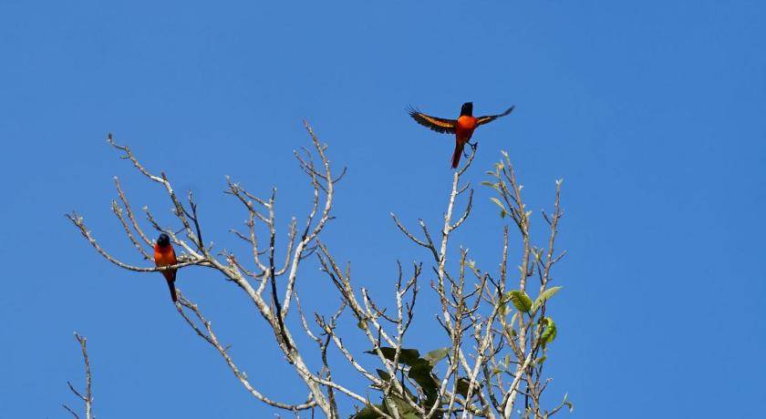 Photo of Others in Chikkamagaluru