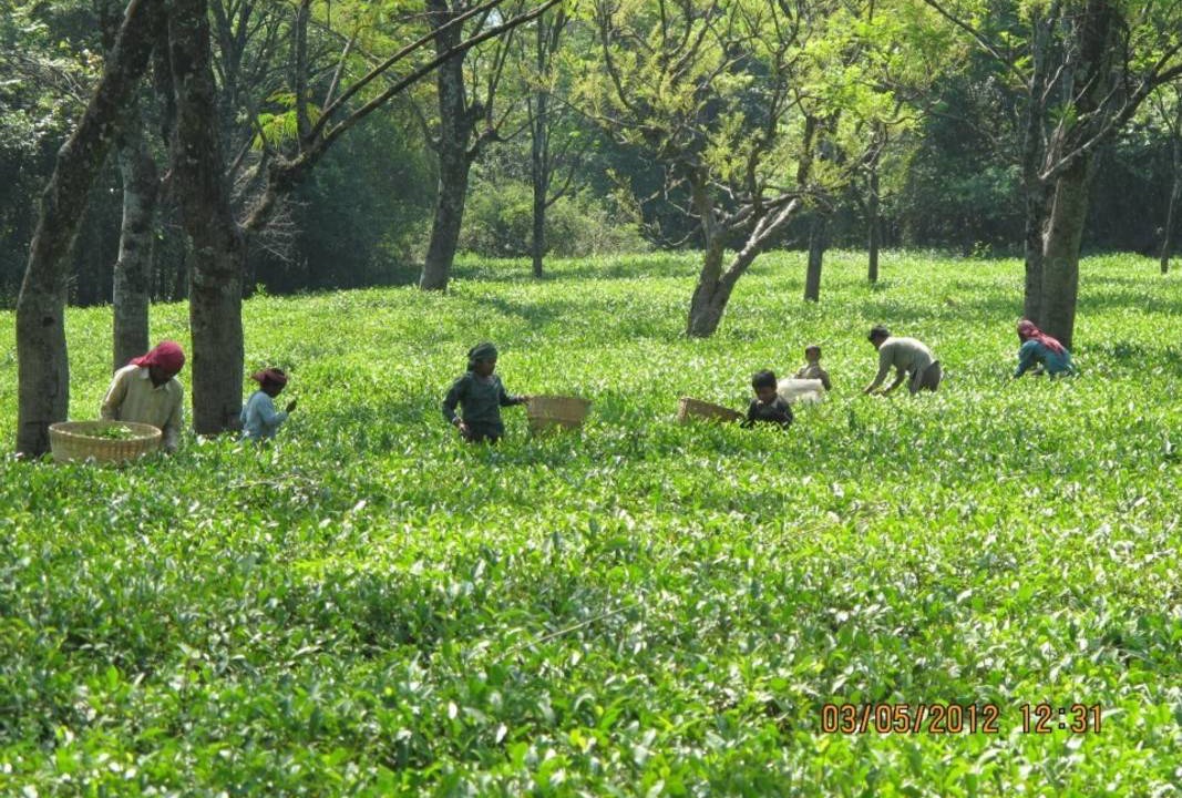 Photo of Others in Gopalpur