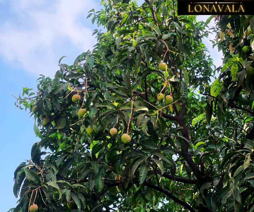 Photo of Outdoor in Lonavala