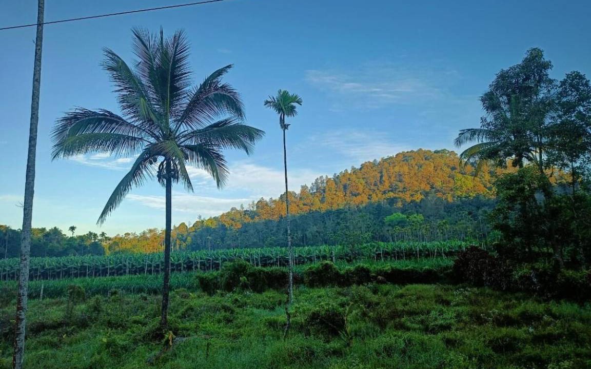 Photo of Others in Vythiri