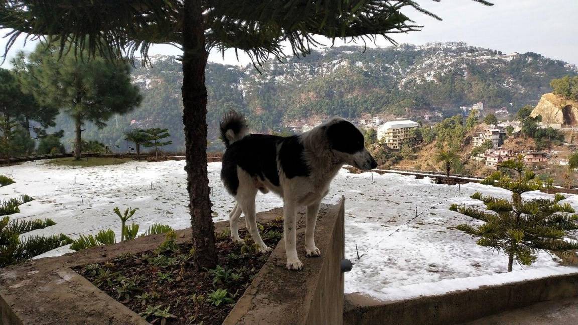 Photo of Others in Barog