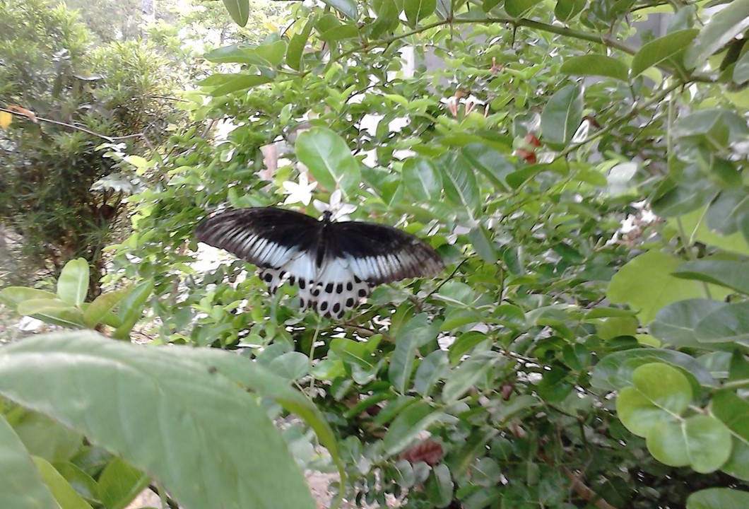 Photo of Outdoor in Chirayinkil