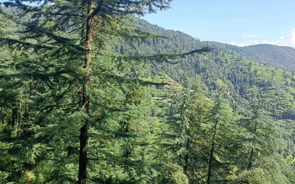 Photo of Others in Chail