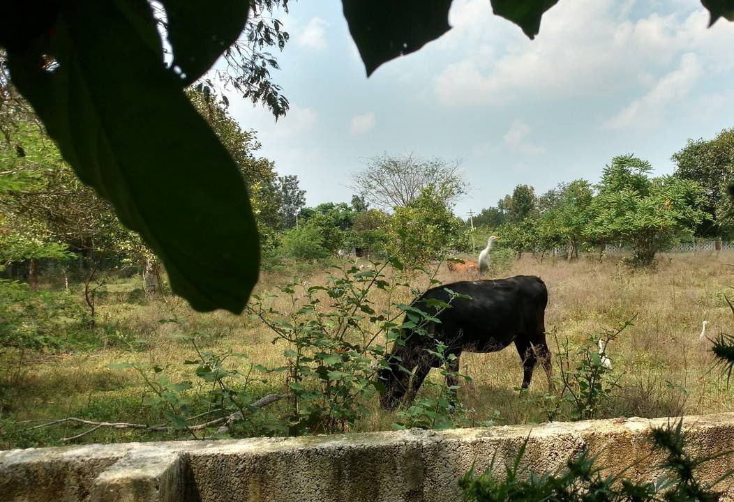 Photo of Others in Bengaluru