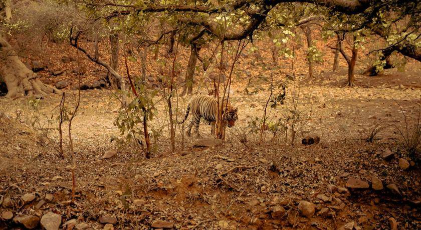 Photo of Others in Sawai Madhopur