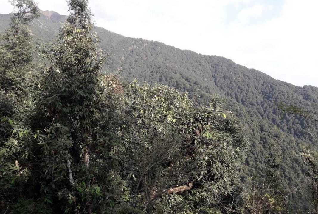 Photo of Others in Palampur