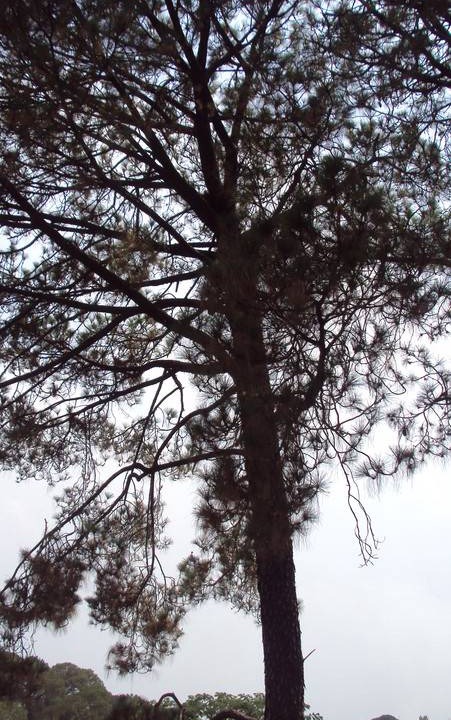 Photo of Others in Palampur