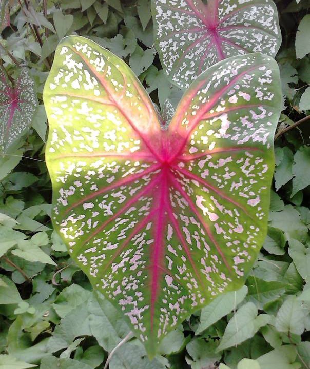 Photo of Outdoor in Chirayinkil