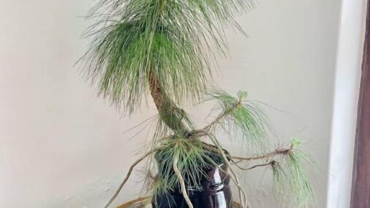 Photo of Others in Sungava