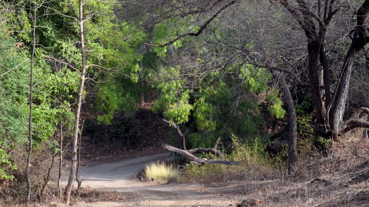 Photo of Outdoor in Talala
