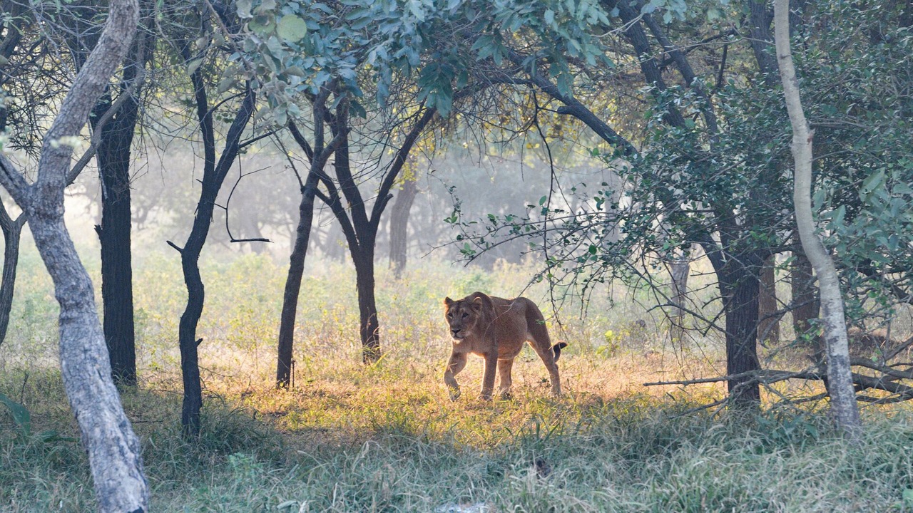 Photo of Outdoor in Talala